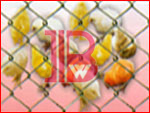 Chain Link Fencing - BW41